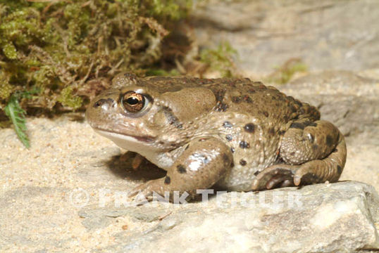 Image of Tengger Desert Toad; Siberian Sand Toad