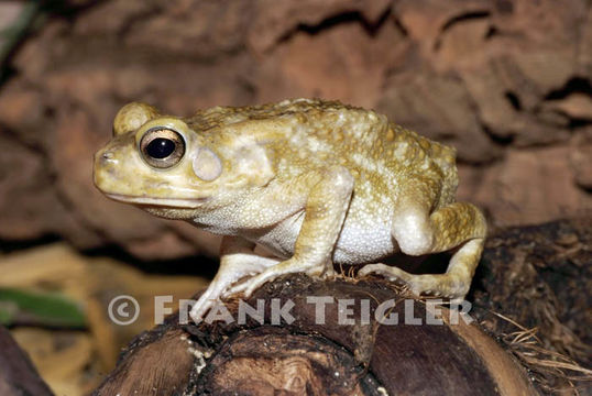 Image of Common African toad