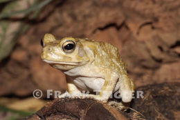 Image of Common African toad