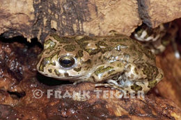 Image of European green toad