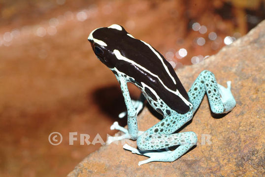 Image of Dyeing Poison Frog