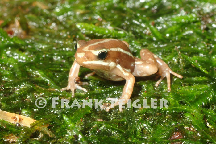 Image of Anthony's Poison-Arrow Frog