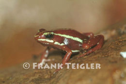 Image of Anthony's Poison-Arrow Frog