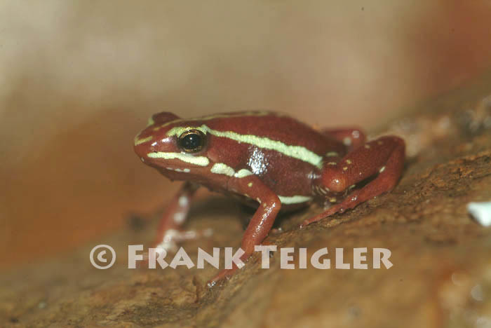 Image of Anthony's Poison-Arrow Frog