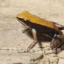 Image of Betsileo Golden Frog