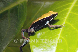 Image of Betsileo Golden Frog