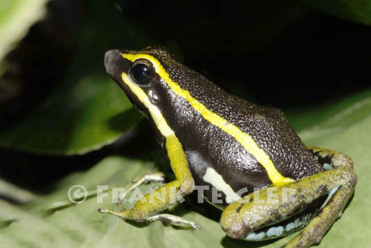 Image of Golfodulcean Poison Frog