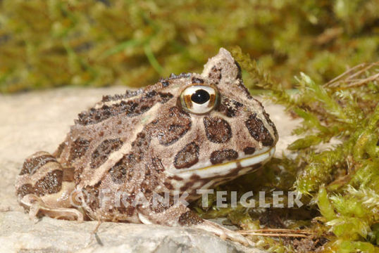 Imagem de Ceratophrys calcarata Boulenger 1890