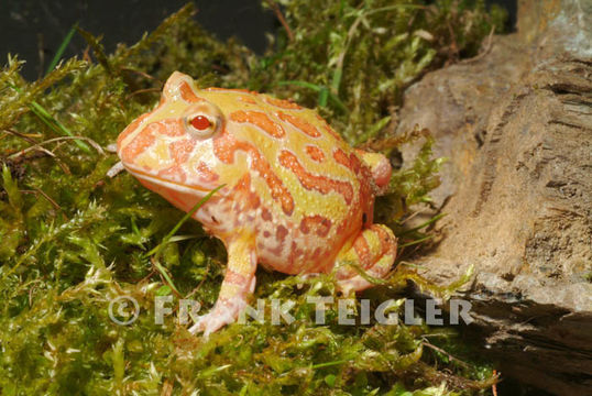 Image of Chacoan Horned Frog