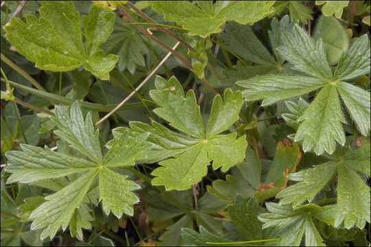 Image of Potentilla aurea L.