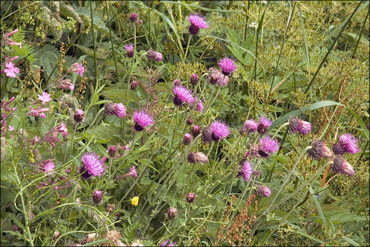 Image of Carduus carduelis (L.) Gren.