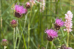 Слика од Carduus carduelis (L.) Gren.