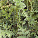 Image of Carduus carduelis (L.) Gren.