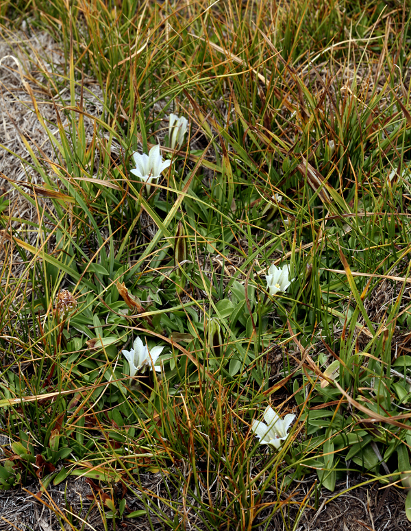 Слика од Gentiana newberryi var. tiogana (Heller) J. S. Pringle