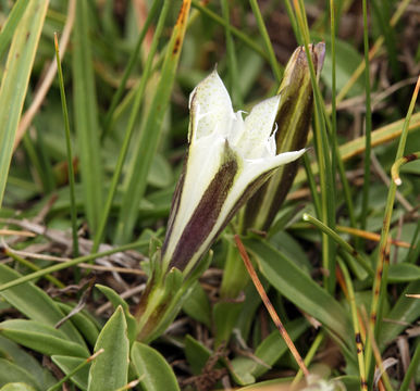 Image of Tioga gentian