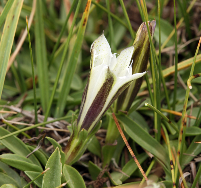 Слика од Gentiana newberryi var. tiogana (Heller) J. S. Pringle