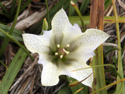 Слика од Gentiana newberryi var. tiogana (Heller) J. S. Pringle