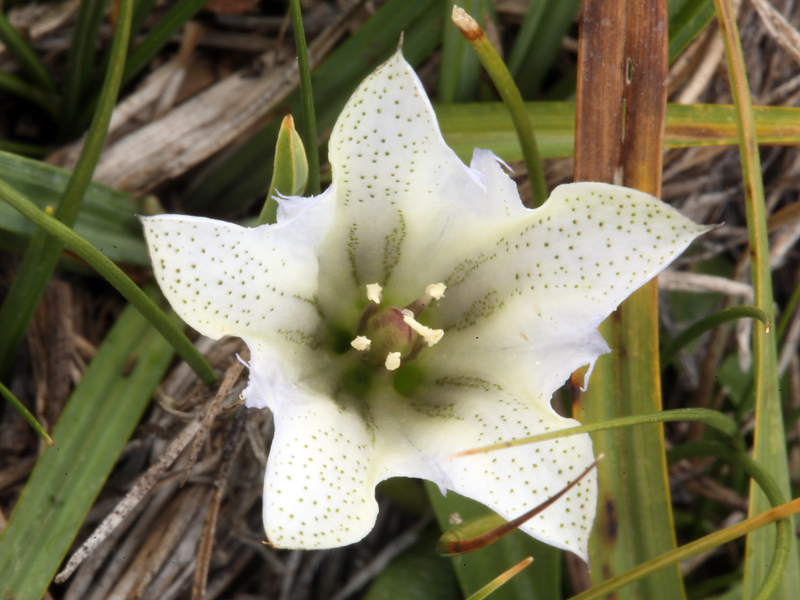 Слика од Gentiana newberryi var. tiogana (Heller) J. S. Pringle