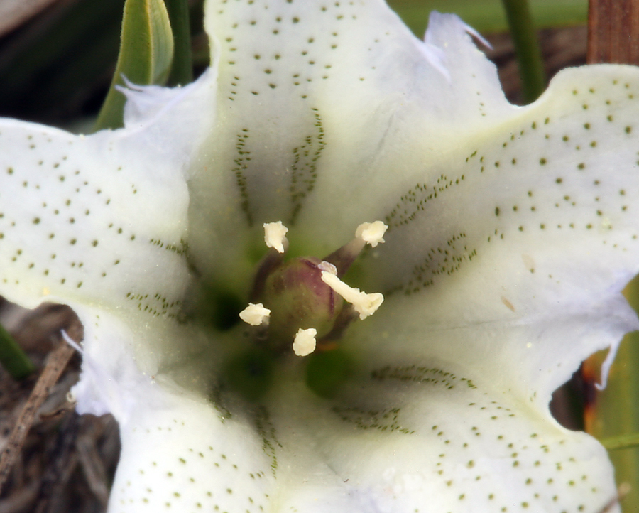 Слика од Gentiana newberryi var. tiogana (Heller) J. S. Pringle