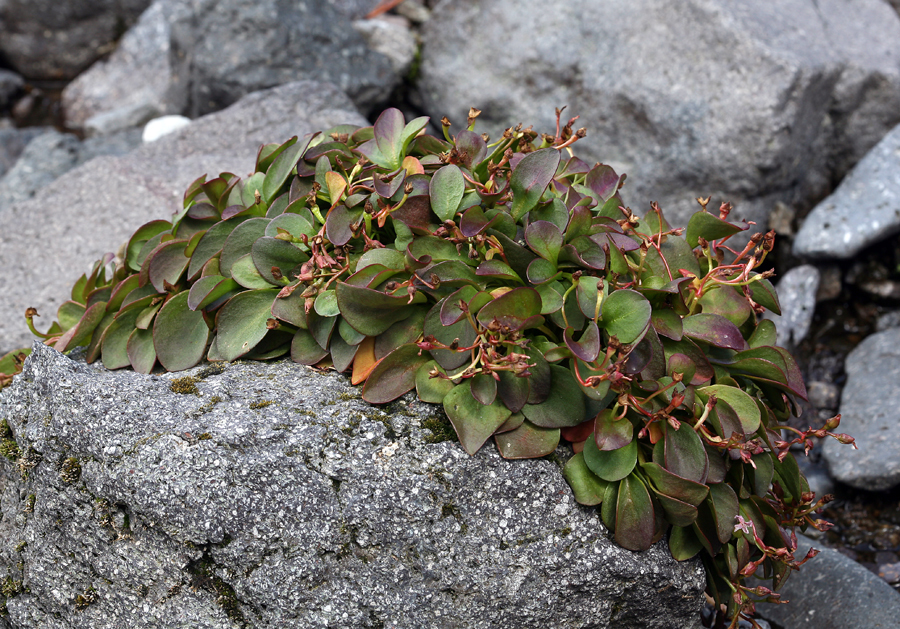 Image of Sierran Springbeauty