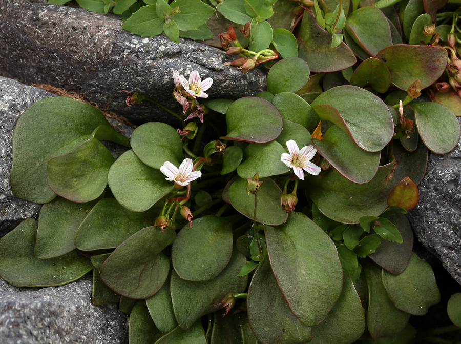 Image of Sierran Springbeauty