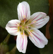 Image of Sierran Springbeauty