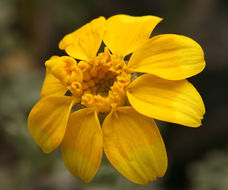 Image of common woolly sunflower