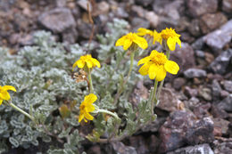 Image of common woolly sunflower