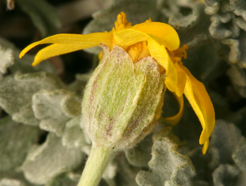 Image of common woolly sunflower