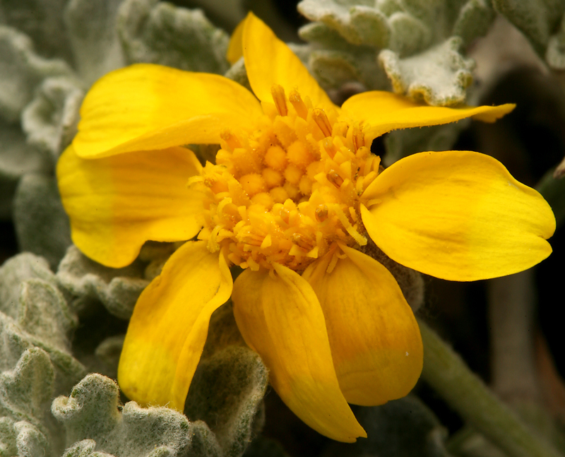 Image of common woolly sunflower