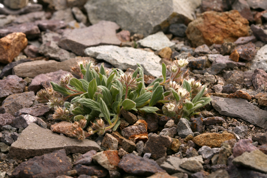 Phacelia hastata var. compacta (Brand) Cronq.的圖片