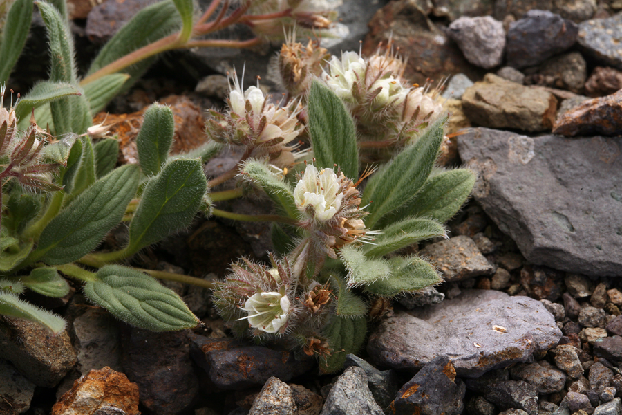 Image of compact phacelia