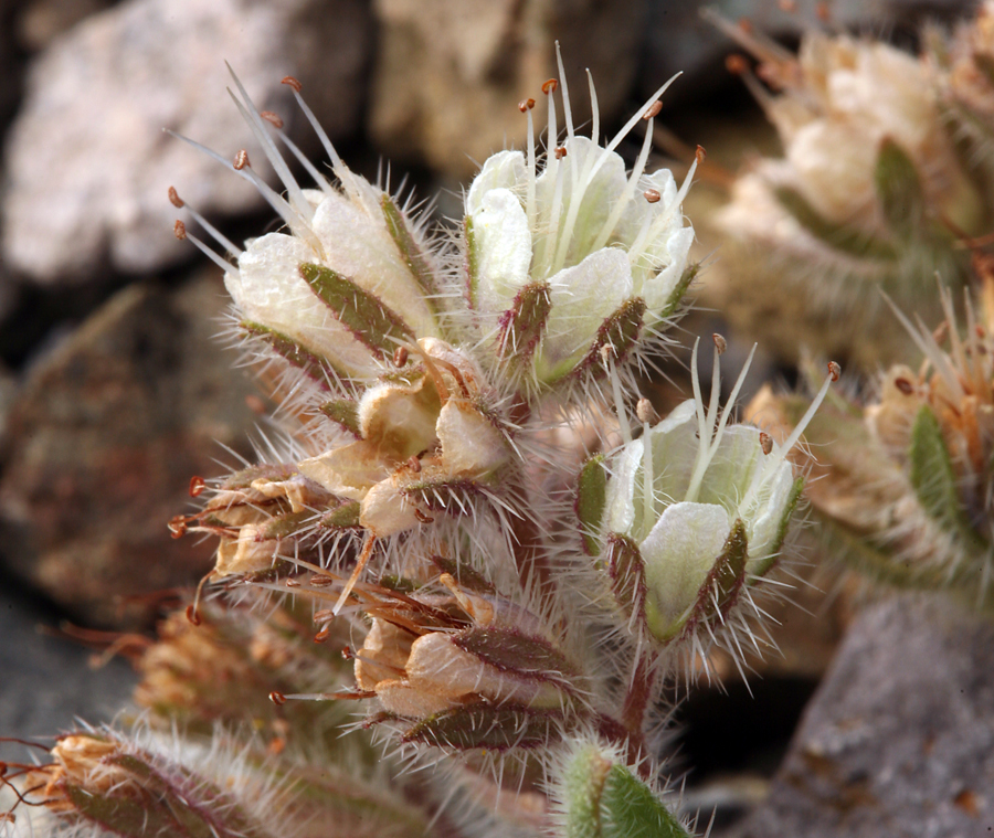 Image of compact phacelia