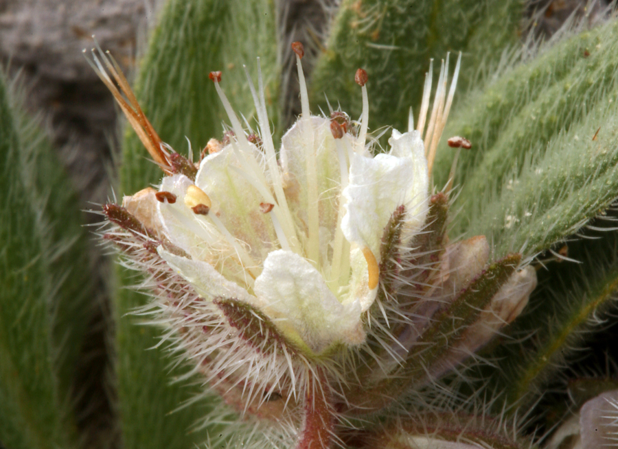 Image of compact phacelia