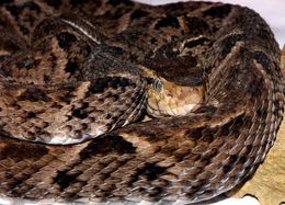 Imagem de Bothrops asper (Garman 1883)