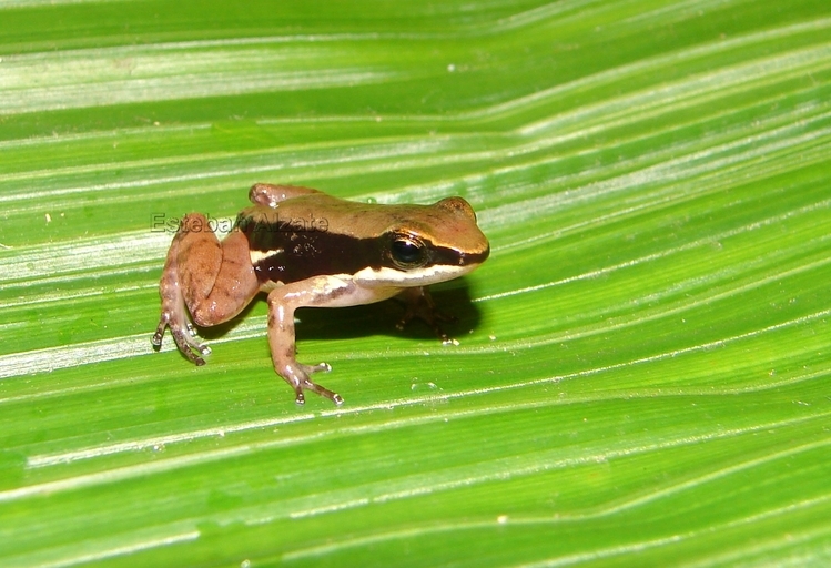 Plancia ëd Colostethus pratti (Boulenger 1899)