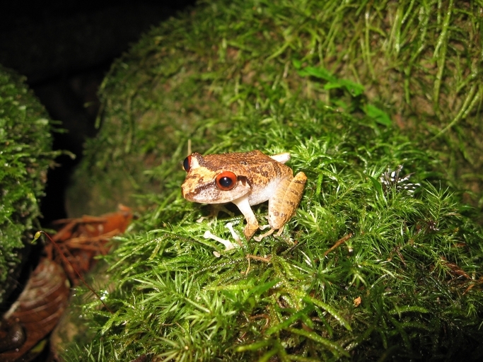 Image of Wine Robber Frog