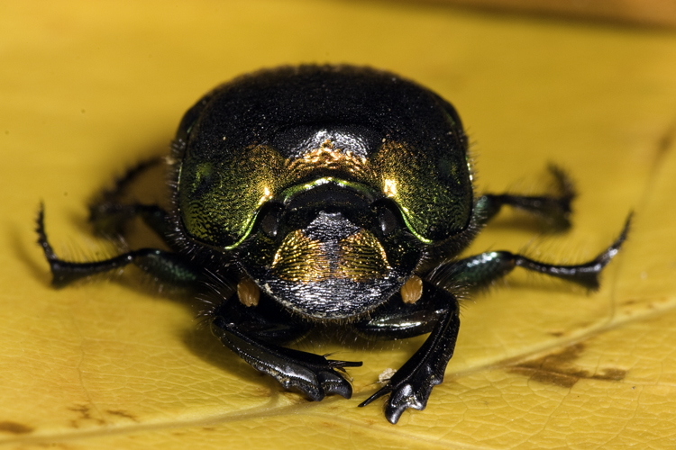 Image de Phanaeus (Phanaeus) vindex MacLeay 1819