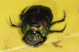 Imagem de Phanaeus (Phanaeus) vindex MacLeay 1819