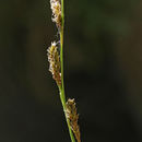 Слика од Carex luzulifolia W. Boott