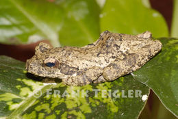 Image of Grey Foam-nest Treefrog