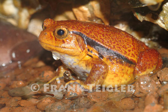 Image of Tomato Frog