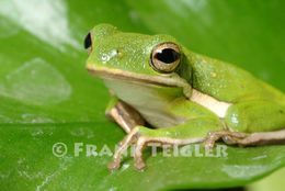 Image of American Green Treefrog