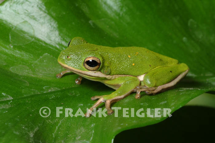 Image of American Green Treefrog