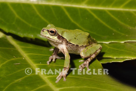 Image of <i>Hyla japonica</i>