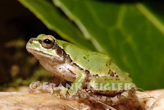 Image of <i>Hyla japonica</i>