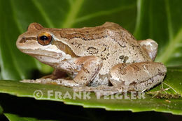 Image of Northern Pacific Treefrog