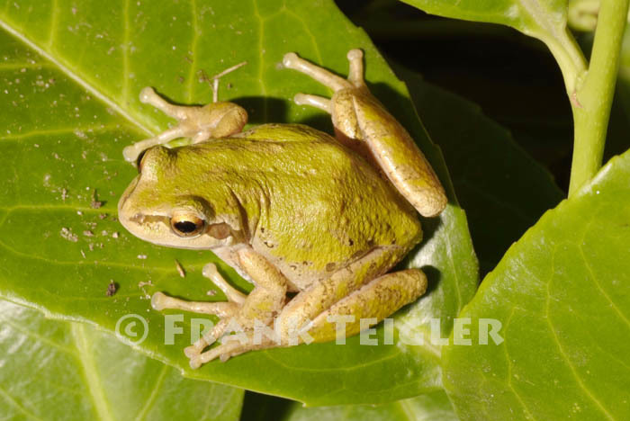 Image of Northern Pacific Treefrog