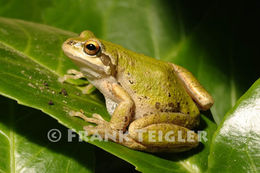 Image of Northern Pacific Treefrog