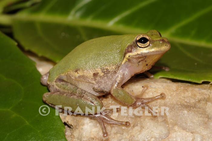 Image of <i>Hyla squirella</i>